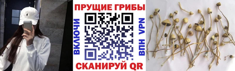 shop какой сайт  Мирный  Галлюциногенные грибы MAGIC MUSHROOMS 